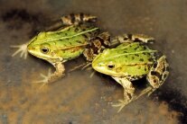 Nahaufnahme von zwei Wasserfröschen, die nebeneinander in einem Tümpel sitzen 