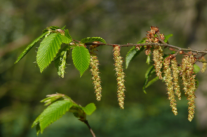 Ästchen mit den weiblichen und männlichen Blüten