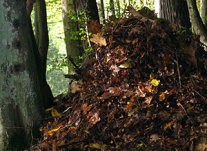 Großer Laubhaufen im Wald