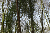 Eine belaubte Stechpalme steht in dem ansonsten noch unbelaubten Eichen-Wald
