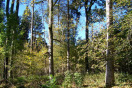 Waldbild mit Bäumen verschiedener Arten und Altersklassen.