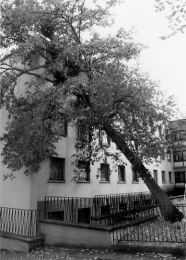 Entwurzelter Baum lehnt an einer Hauswand