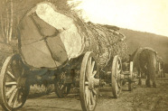 Ein rund 1,50 Meter starker und 8 Meter langer Eichenstamm liegt mit Eisenketten fixiert auf einem Wagen mit drei Achsen, der von zwei Kaltblutpferden gezogen wird, von denen eines rechts im Bild zu sehen ist.