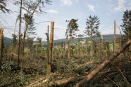Waldgebiet nach einem Sturm mit geworfenen Bäumen