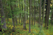 Ein Wald, bestehend aus dünnen Buchenstämmen und Unterwuchs