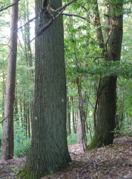 Strukturreicher Mischwald