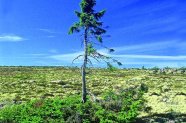 Einzelner, krüppeliger Baum