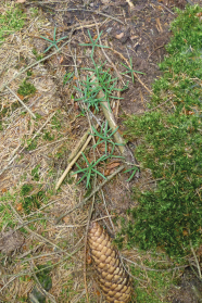 Tannenkeimlinge auf Waldboden der Versuchsfläche.