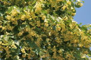 Lindenblütenzweig mit vielen gelblichen Blüten.