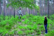 Grasbewachsener Hügel im Wald