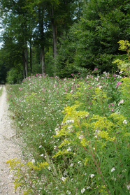 Blühender Randstreifen an Waldweg.