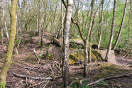Boden mit Ruinen von Fabriken; darüber und daneben wachsen Birken und andere Pionierbaumarten