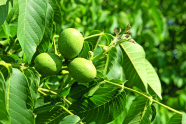 Grüne Walnüsse hängen am Baum