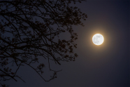 Baumkrone im Dunklen bei hellem Vollmond.