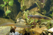 Zwei der Lurche schwimmen im Wasser