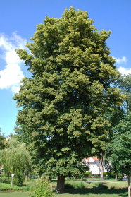 Alter großer Lindenbaum in einem Dorf.