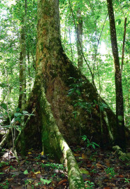 Tropischer Baum in Urwald