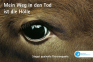 Nahaufnahme eines braunen Kuhkopfes mit Schrift "Mein Weg in den Tod ist die Hölle - stoppt qualvolle Tiertransporte."..