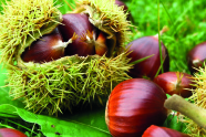 Fruchtbecher und Früchte (Maroni) liegen auf Blättern der Edelkastanie.