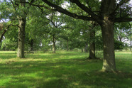 Lichter Wald aus Laubbäumen