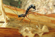 Eine Holzwespe, schwarz mit weißen Punkten und roten langen Beinen, sitzt auf einem Stück Holz und legt Eier ab.