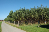 Blauer Himmel, eine Straße und ein Feld voll mit zehn Meter hohen Pappeln