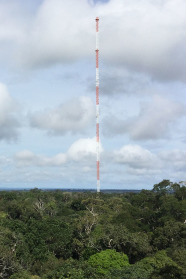 Großer hoher Turm ragt aus einem Blätterdach.