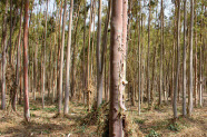 Eukalyptus-Bestand