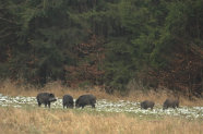 Wildschweine am Waldrand