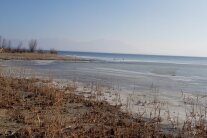 Ufer Chiemsee Winterlebensraum Silbermöwe und Sturmmöwe 2