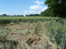 Schwarzwildschäden an Feld (Foto: Christof Janko)