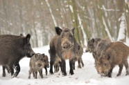 Schwarzwildrotte im Schnee 