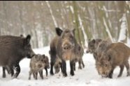 Wildschweinrotte im Schnee (Foto: byrdyak/fotolia.com).