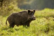 Keiler auf Wiese (Foto: natureimmortal/fotolia.com)